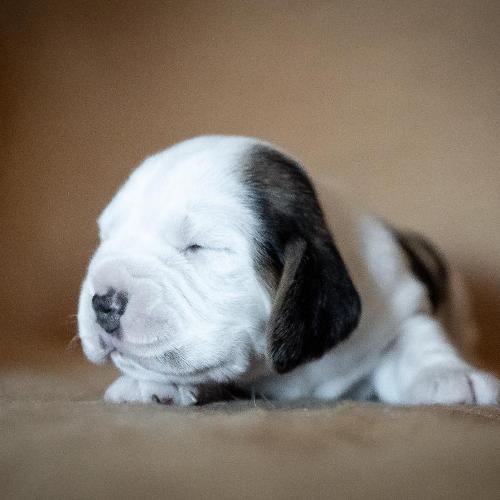  Happy Snoopy Sunny Side